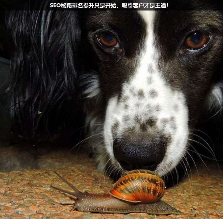 SEO秘籍排名提升只是開始,吸引客戶才是王道!